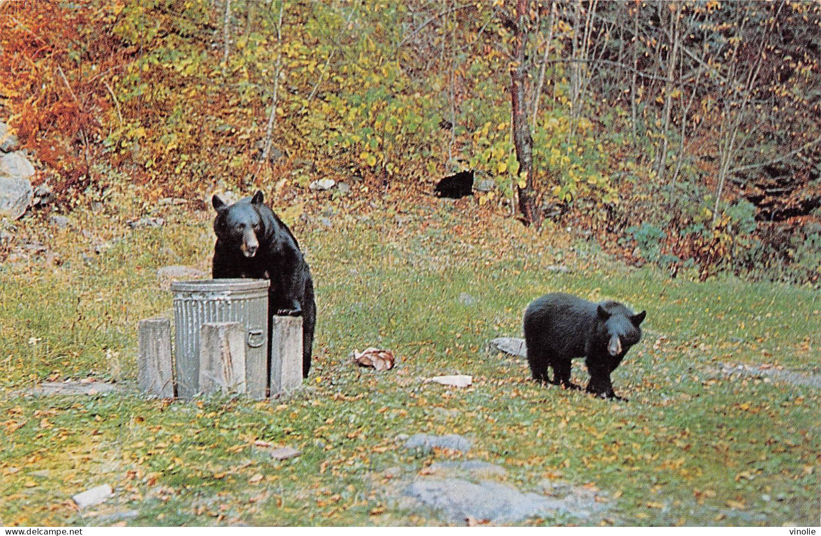 P-24-MOR-449 : BLACK BEARS HAVING LUNCH - Ours