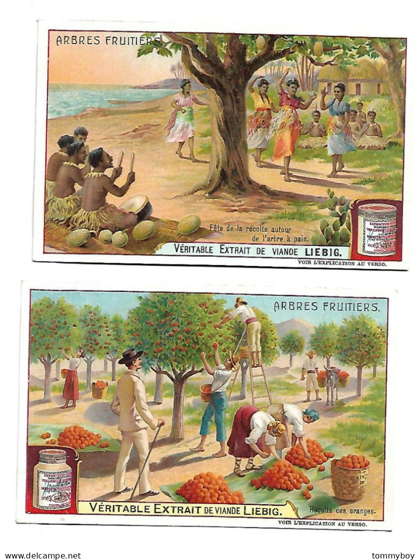 S 878, Liebig 6 Cards, Arbres Fruitiers - Liebig