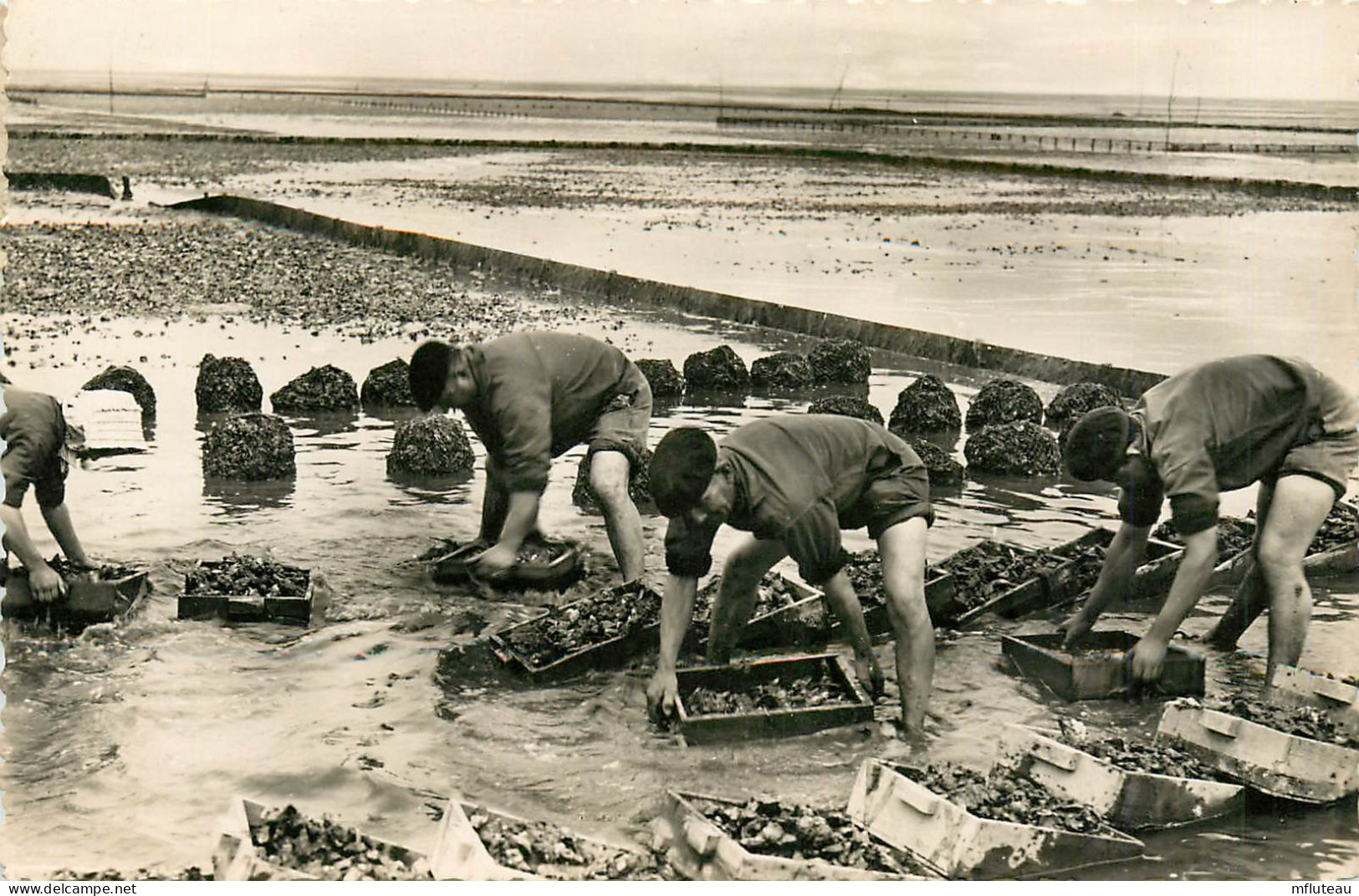 33* LE CAP FERRET  Rincage Des Casiers  (CPSM 9x14cm) - Langon