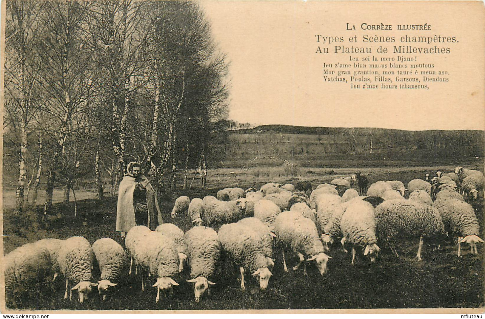 19* EN CORREZE  Moutons Au Plateau De Millevaches         RL22,0897 - Allevamenti