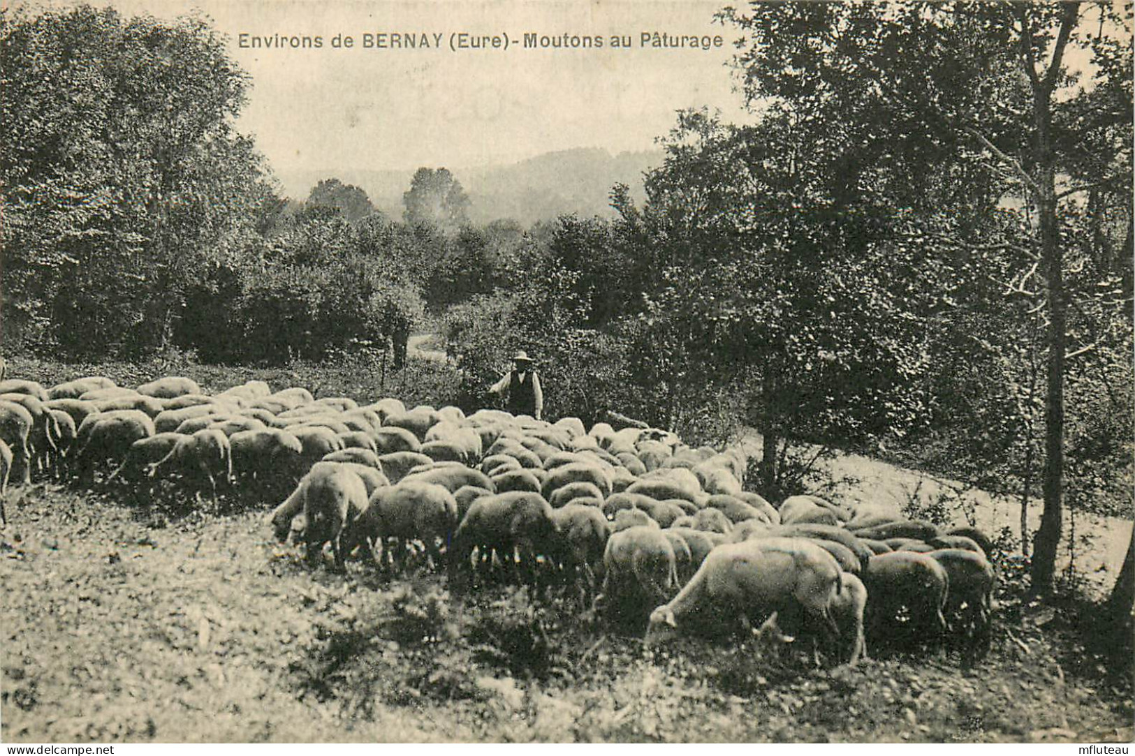 27* BERNAY     Moutons Au Paturage   RL22,1962 - Bernay