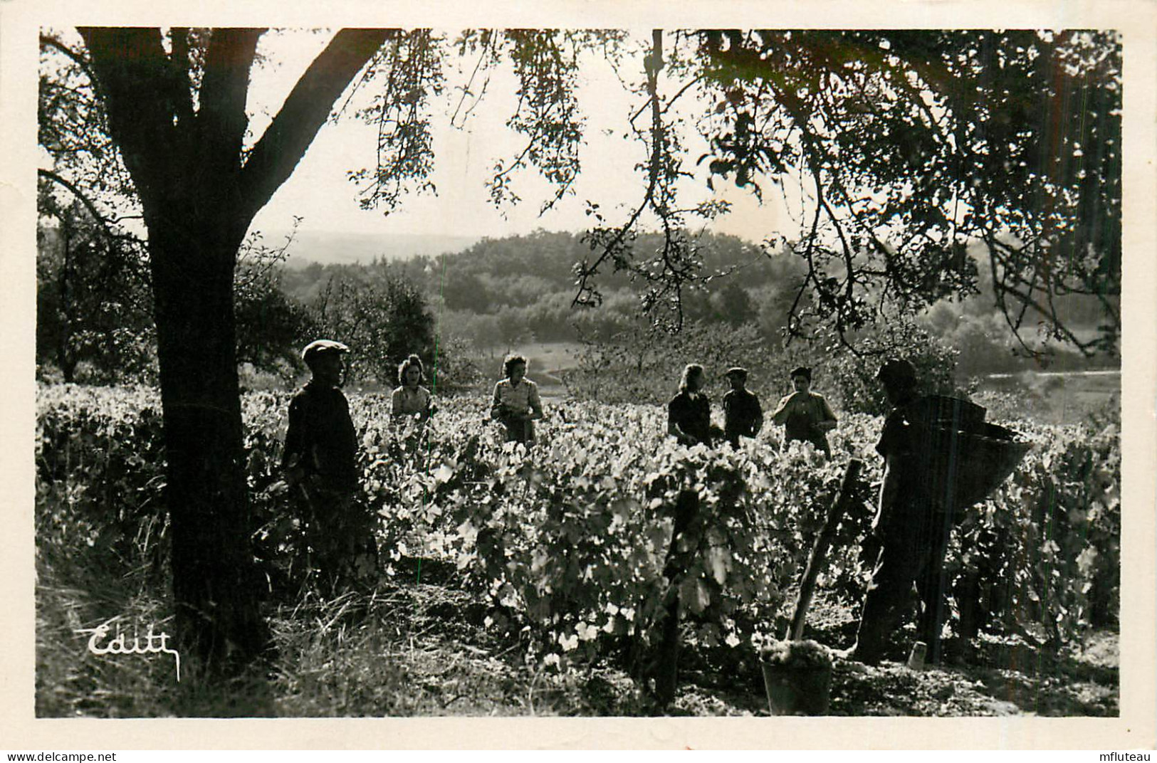 37* VOUVRAY  Vendanges Un Beau Jour De 1947        RL34.0434 - Weinberge