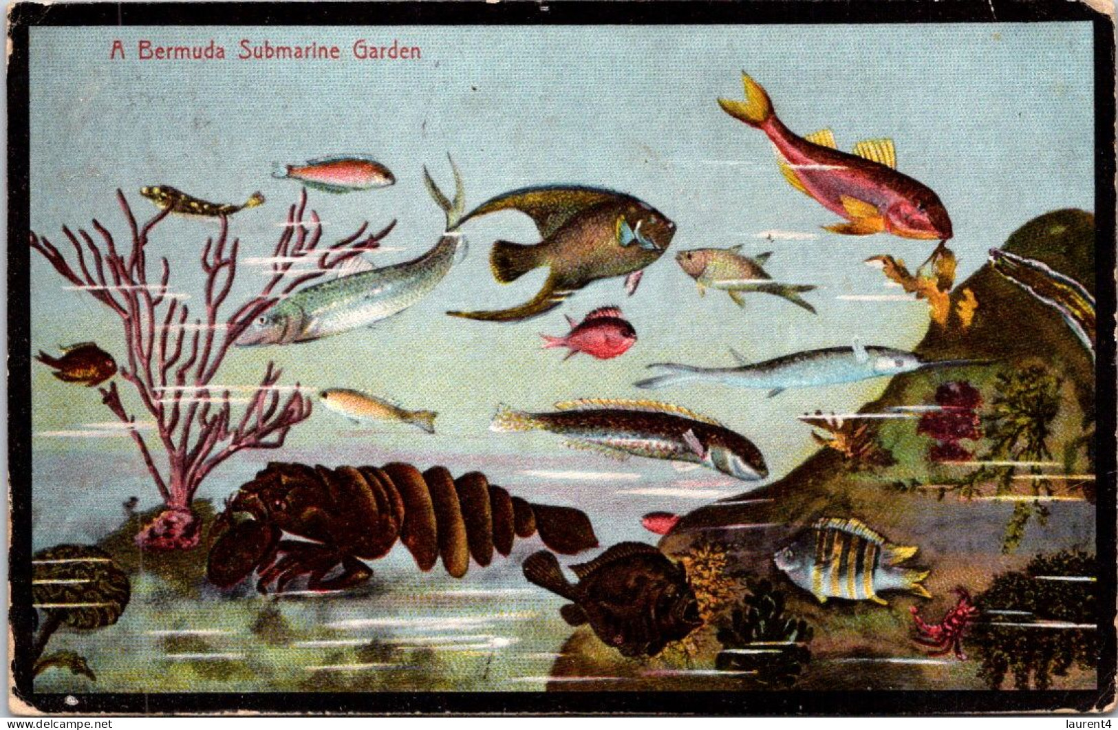 16-4-2024 (2 Z 11) Very Old - Bermuda (posted To Germany & Re-directed 1910 ??? )  Fish / Poissons - Pescados Y Crustáceos