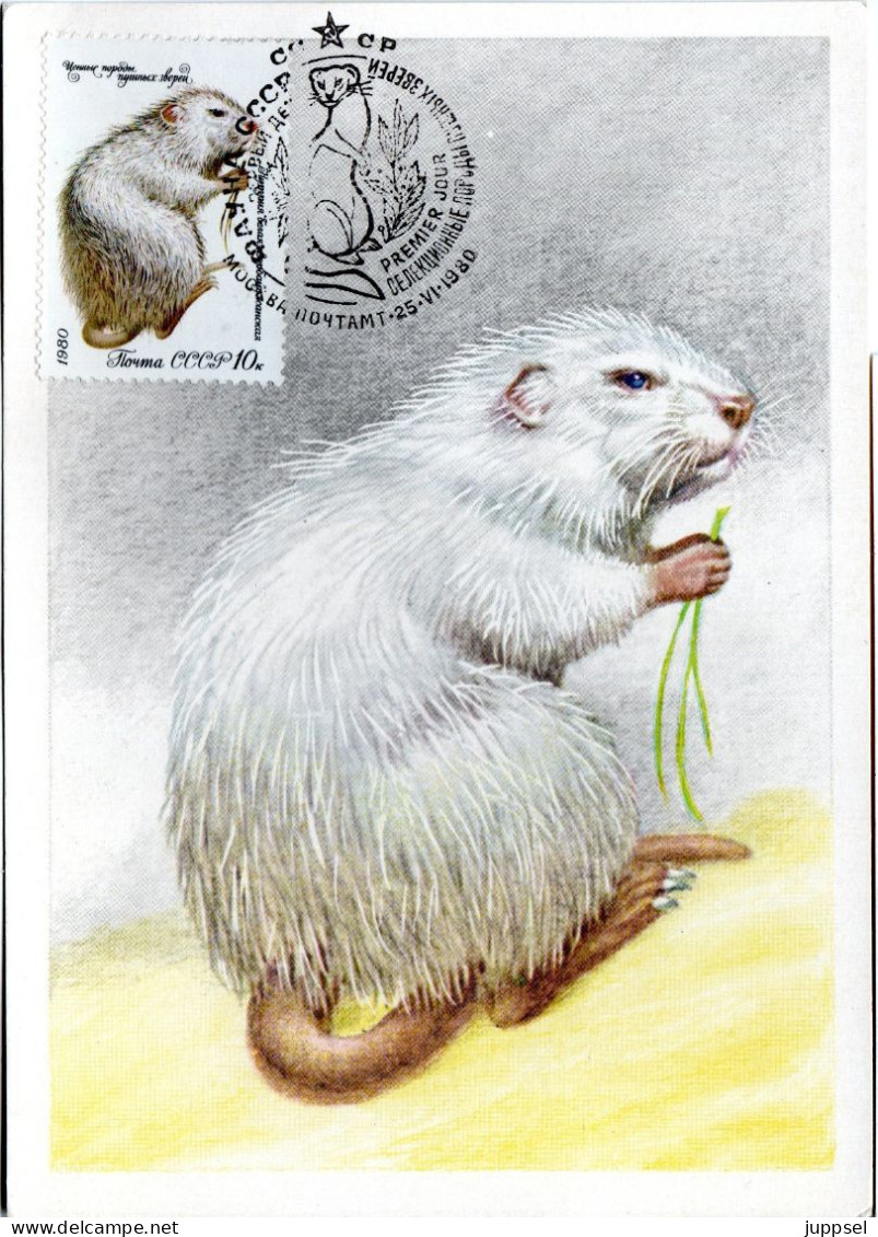 Postcard, SOVJET UNION, Muskrat   /  UNION SOWJÉTIQUE  Carte Postale, L`ondrata  1980 - Rodents