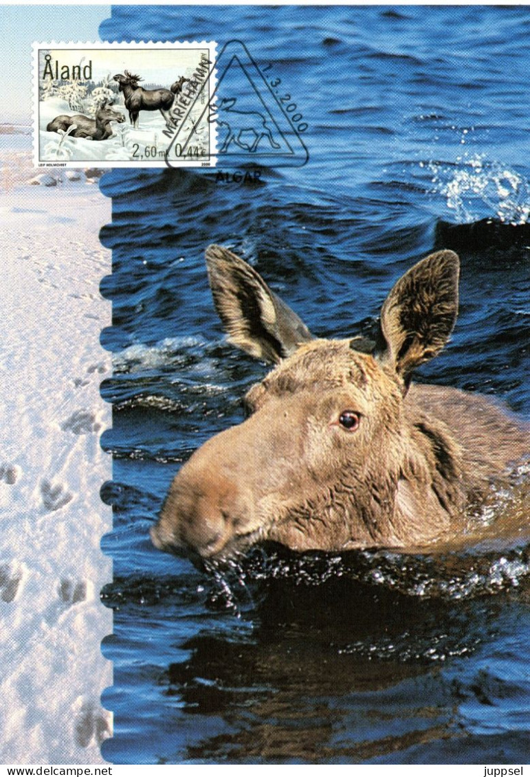 Picture Postcard  ALAND,  Elk    /  ALAND Carte Postale,   L élan    2000 - Game