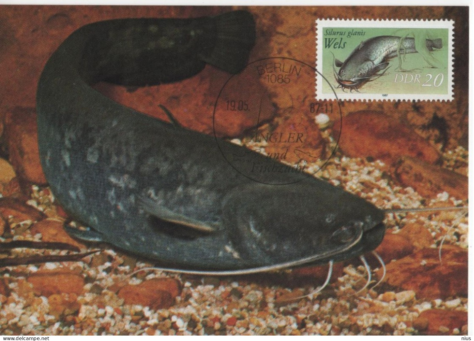 Germany Deutschland DDR 1987 Maximum Card, Wels Catfish Fish Fishes Fisch Fische Fauna - Cartes-Maximum (CM)