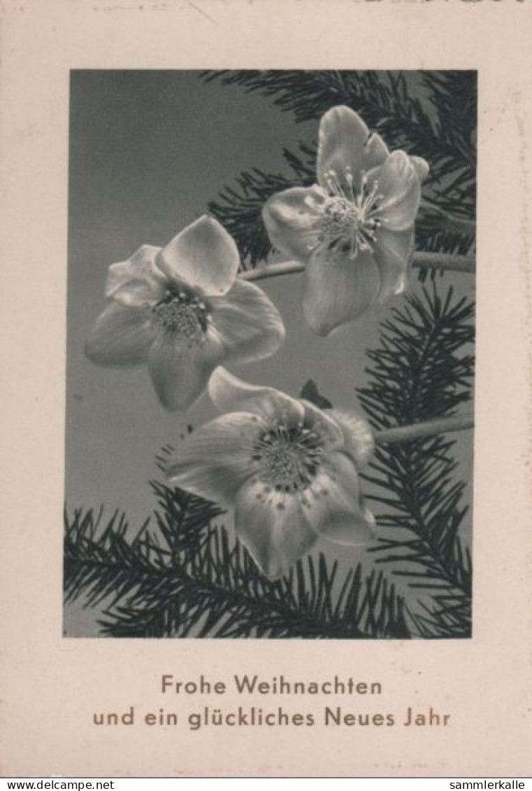 118419 - Frohe Weihnachten Blumen - Autres & Non Classés