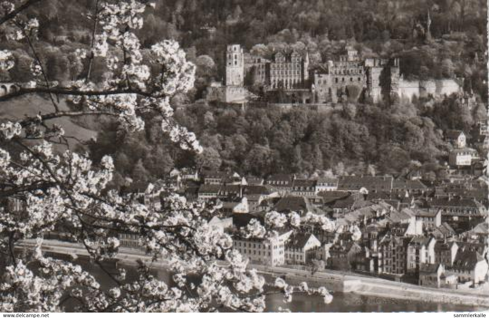 9232 - Heidelberg In Der Blüte - Ca. 1955 - Heidelberg