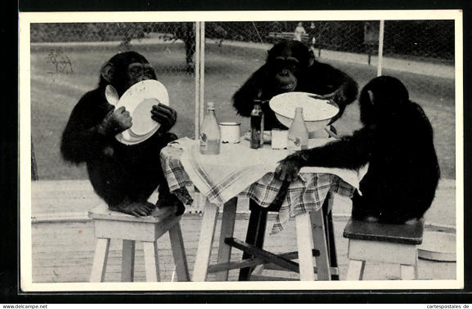 AK Rotterdam, Diergaarde Blijdorp, Chimpansee`s Aan De Maaltijd  - Apen