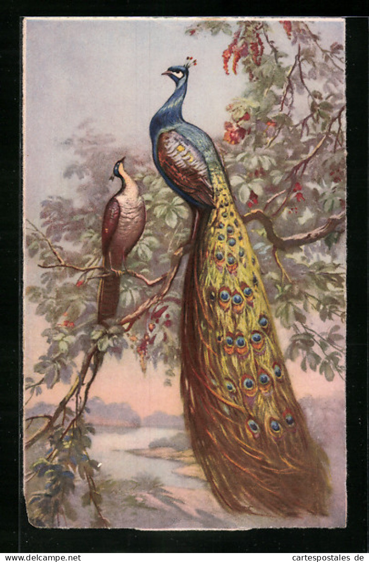 AK Pfauenpaar Auf Einem Baum über Auenlandschaft  - Oiseaux