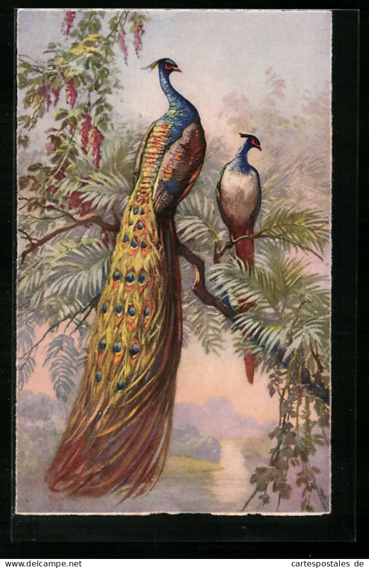 AK Pfauenpaar Auf Einem Baum über Einem Gewässer  - Oiseaux