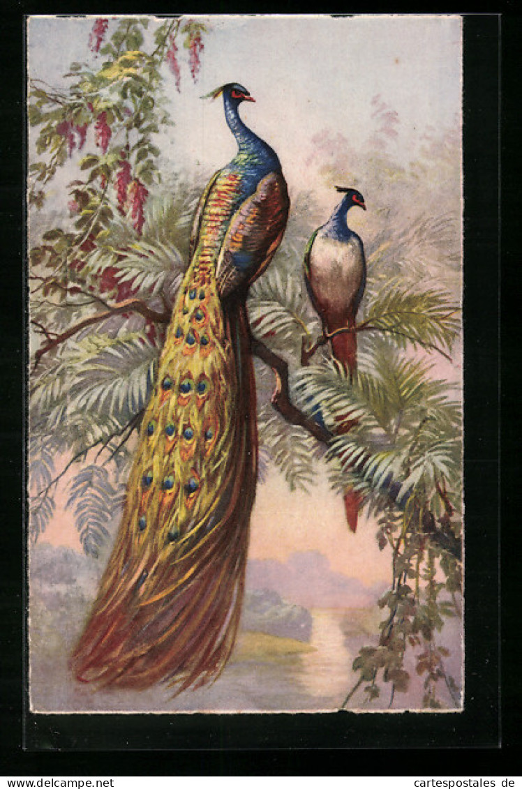 AK Pfauenpaar Auf Einem Baum Mit Blüten  - Oiseaux