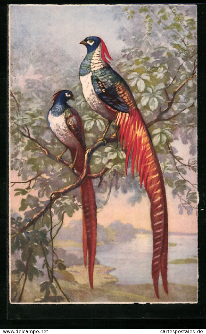 AK Ein Fasanenpaar Auf Einem Baum  - Oiseaux