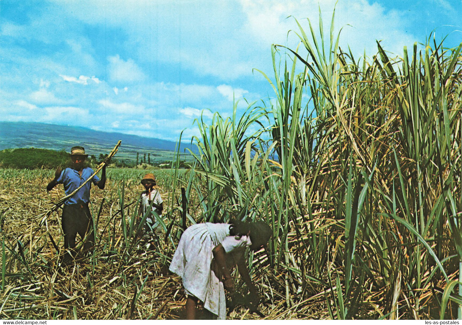 L ILE DE LA REUNION CANNES A SUCRE - Sonstige & Ohne Zuordnung