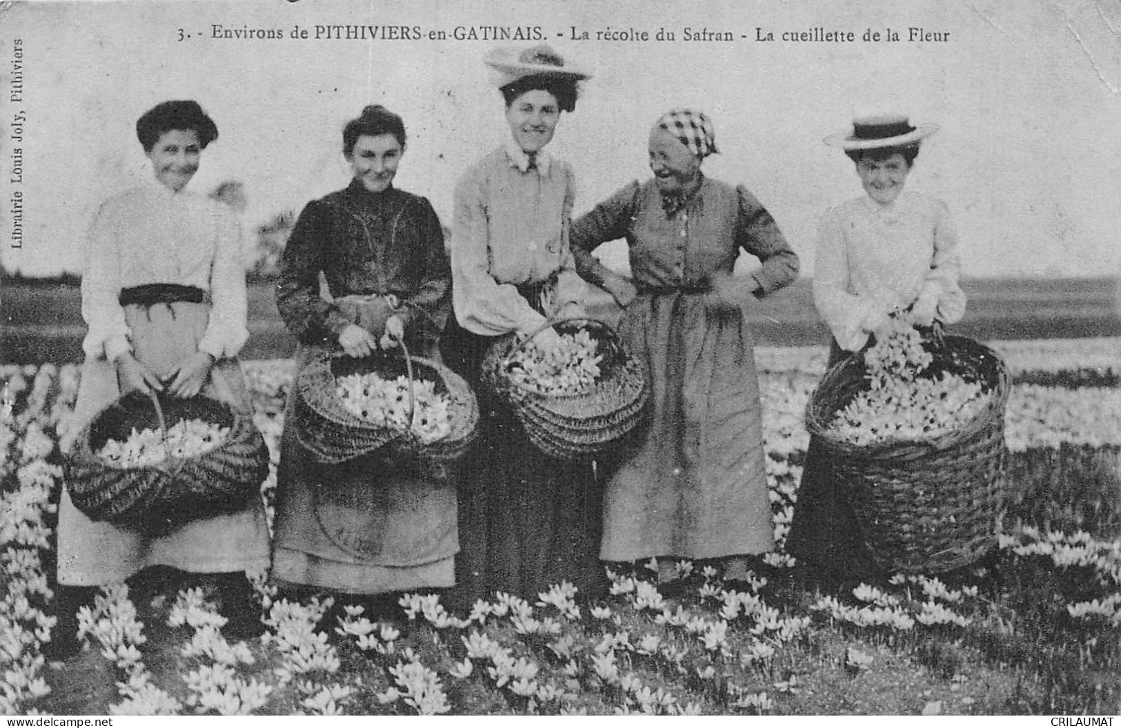 45-PITHIVIERS EN GATINAIS FOLKLORE LA RECOLTE DU SAFRAN-N°LP5041-C/0329 - Pithiviers