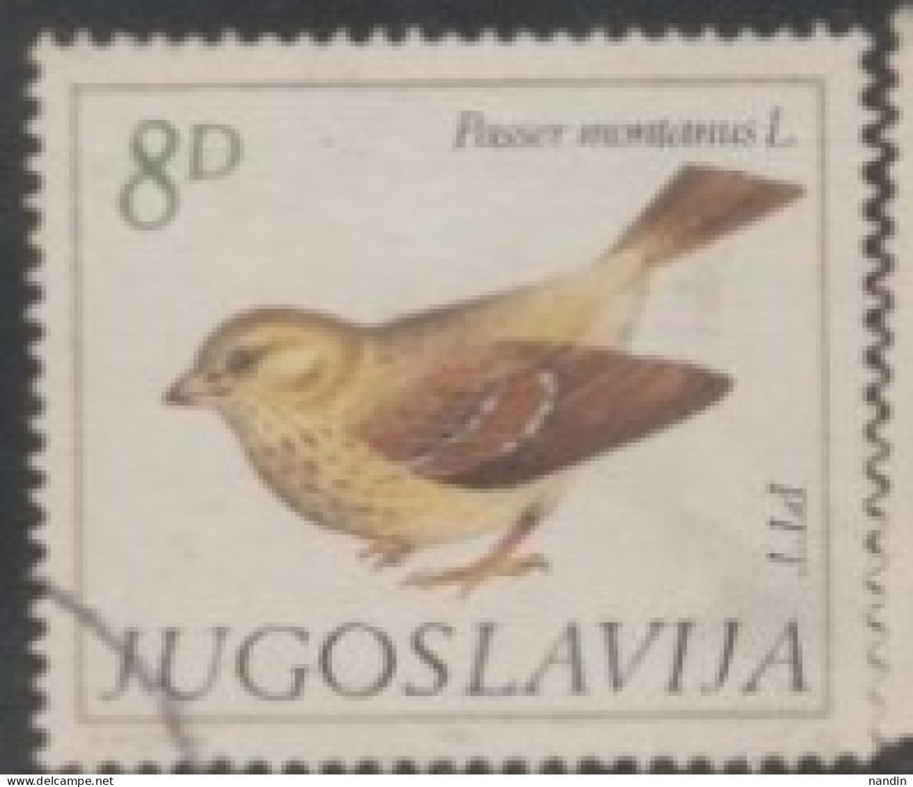 1982 YUGOSLAVIA USED STAMP ON BIRDS/Passer Montanus-Sparrows - Sparrows