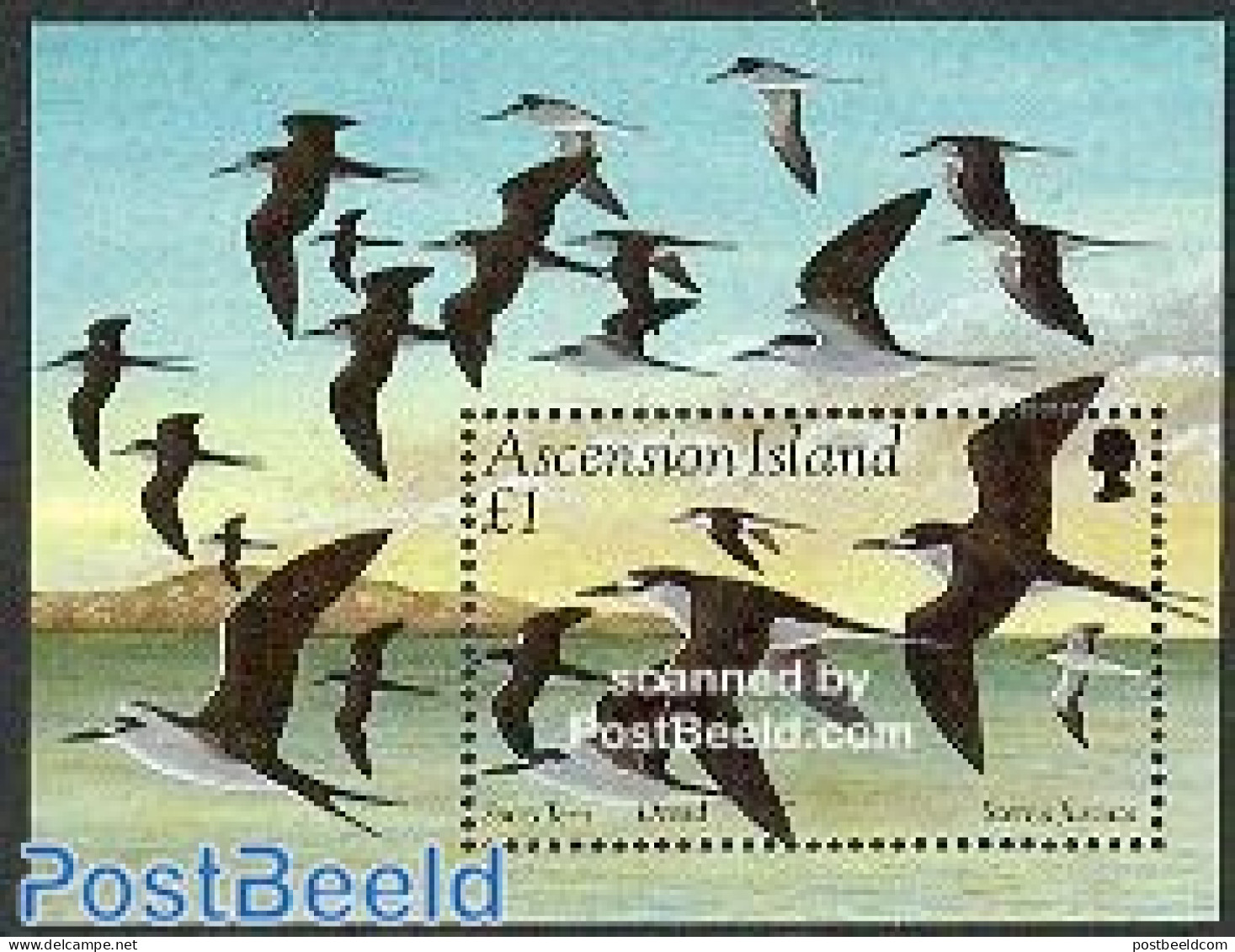 Ascension 1994 Sterna Fuscata S/s, Mint NH, Nature - Birds - Ascension (Ile De L')