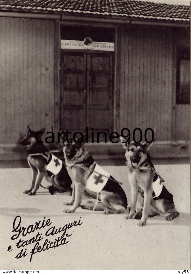 Toscana-scandicci Scuola Nazionale Cani Guida Per Ciechi Veduta Ingresso Scuola  E Cani Guida Anni 50 60 - Scandicci