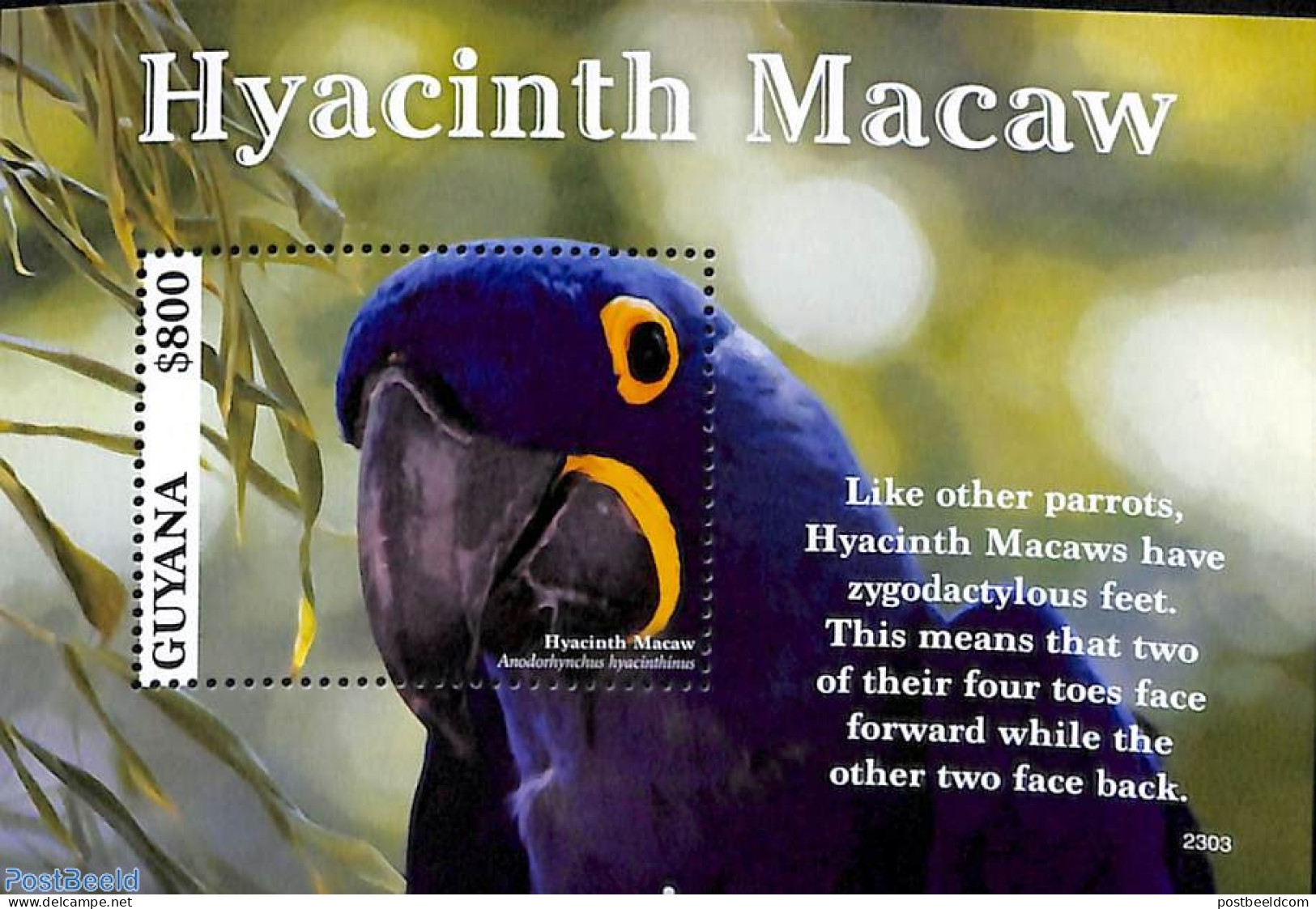 Guyana 2023 Hyacinth Macaw S/s, Mint NH, Nature - Birds - Parrots - Guyane (1966-...)