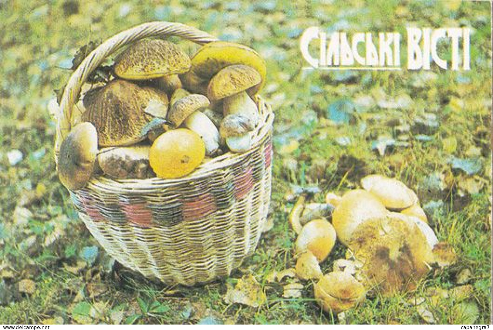 Basket With Mushrooms, Mushrooms,  Ukraine, 1988 - Formato Piccolo : 1981-90