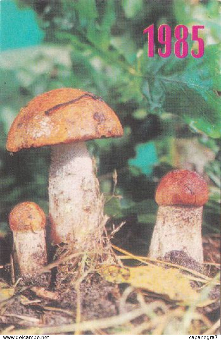 Leccinum, Mushroom, Ukraine, 1985 - Petit Format : 1981-90