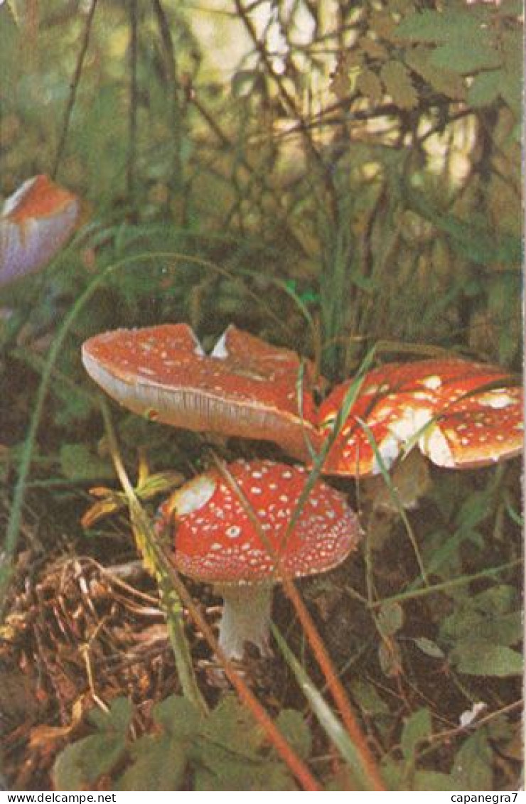 Amanita Muscaria, Mushroom,  USSR, 1982 - Tamaño Pequeño : 1981-90