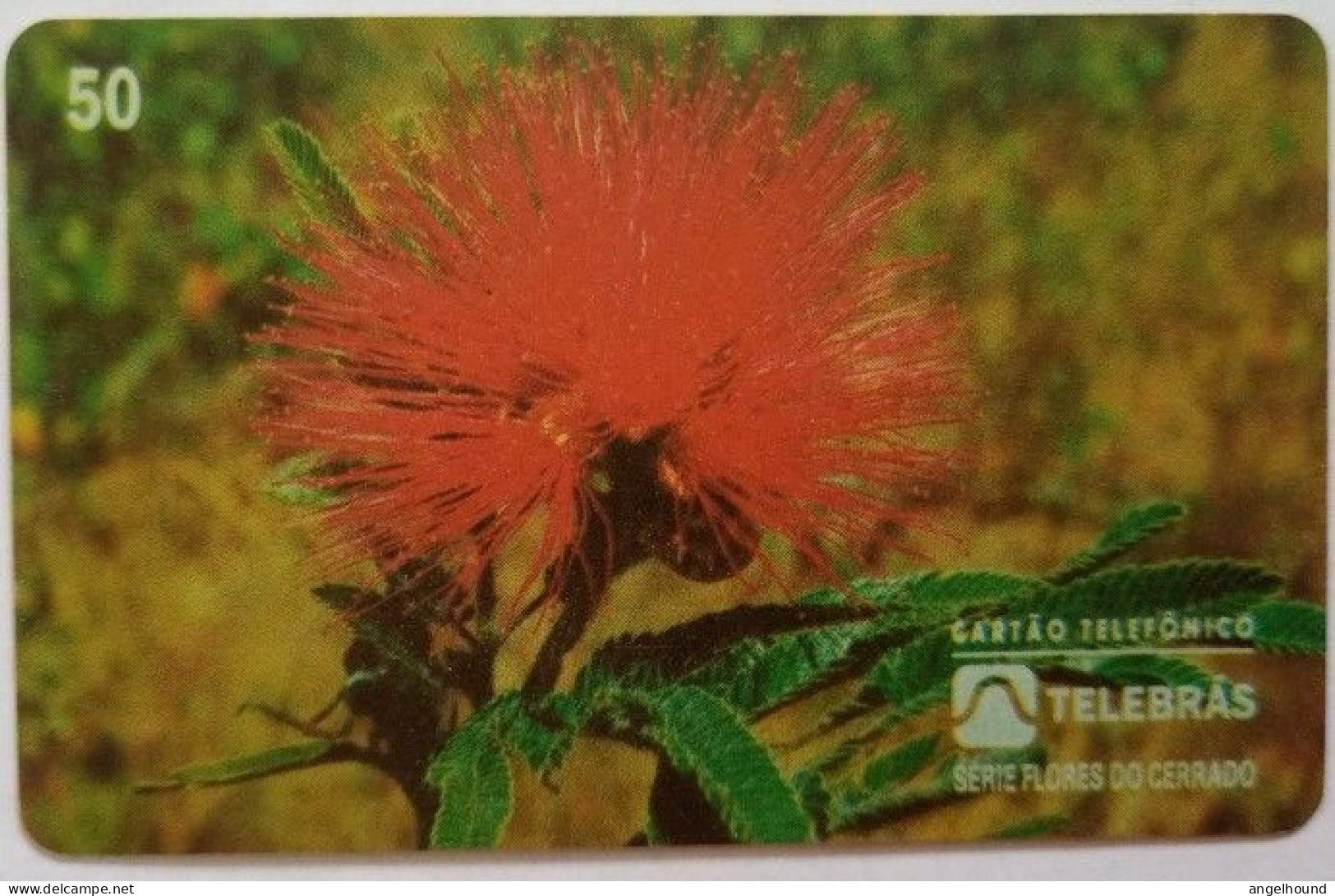 Brazil 50 Units - Cigana Calliandra Sp. - Brésil