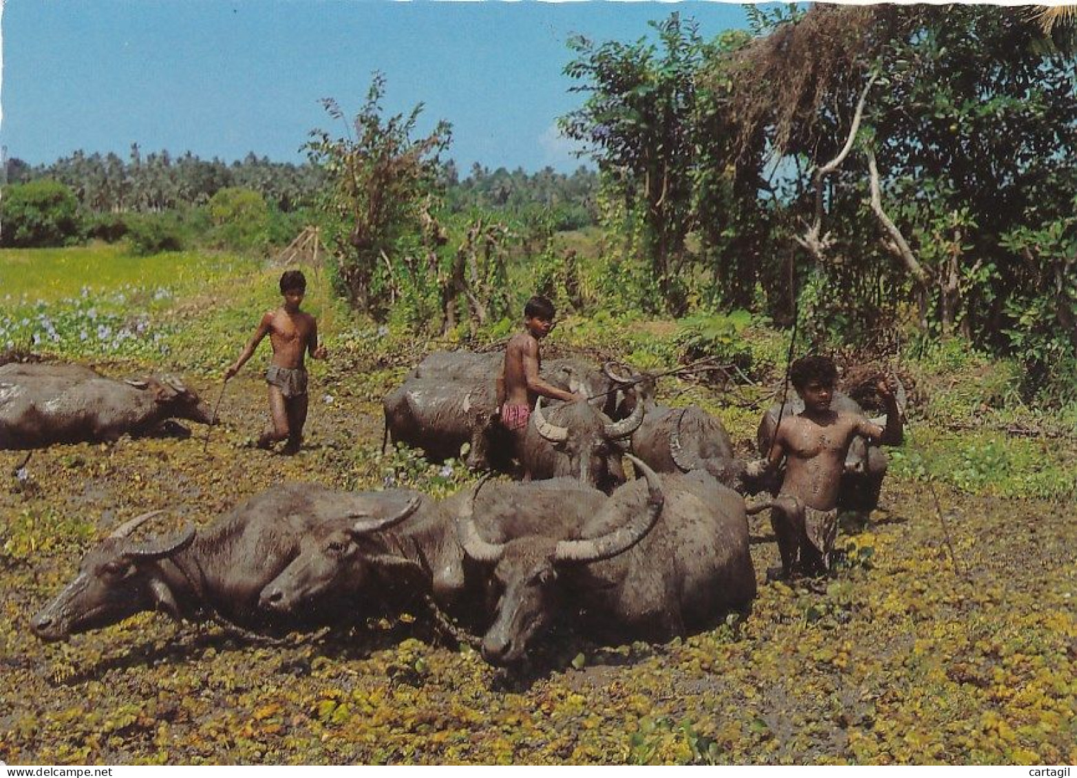 CPM GF-14345- Sri Lanka (Ceylan)--Planteurs De Riz Avec Leurs Buffles-Livraison Offerte - Sri Lanka (Ceylon)