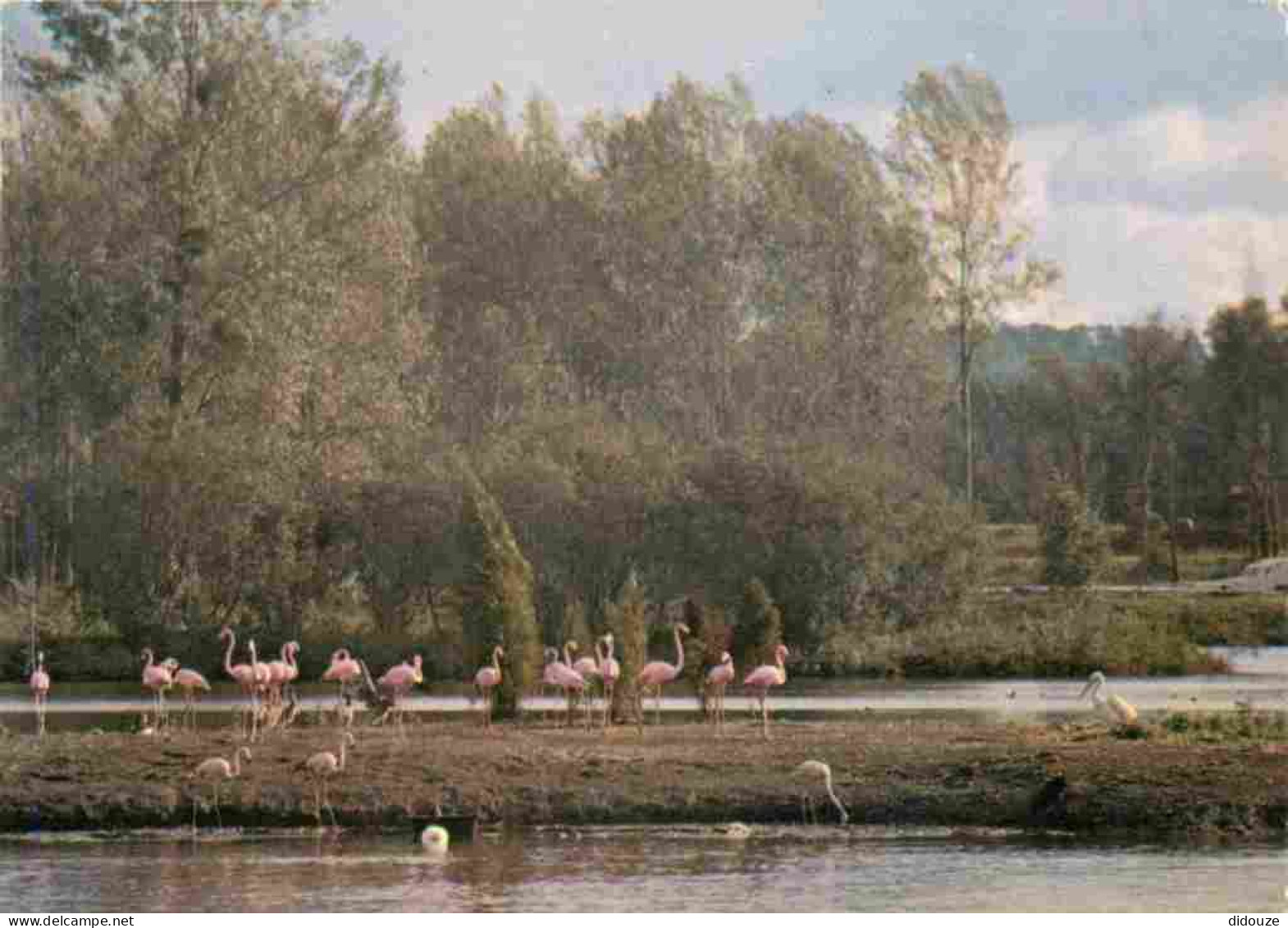 91 - Saint Vrain - Parc Zoologique De Saint Vrain - Flamants Roses - CPM - Voir Scans Recto-Verso - Saint Vrain