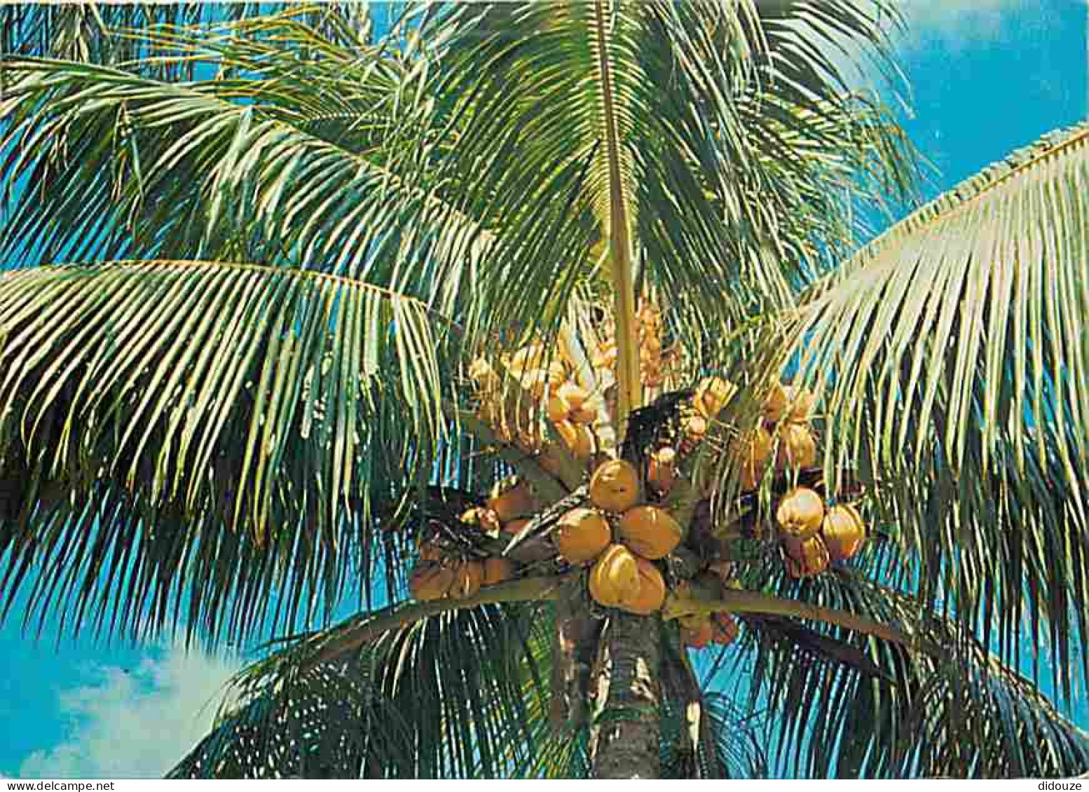 Antilles - Coco D'or - CPM - Voir Scans Recto-Verso - Autres & Non Classés