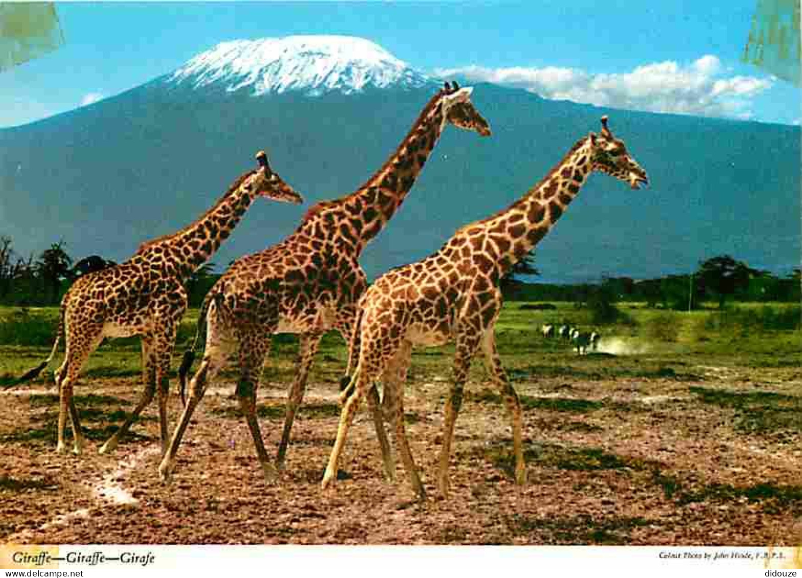 Afrique - Faune Africaine - Girafes - Carte Neuve - CPM - Voir Scans Recto-Verso - Ohne Zuordnung