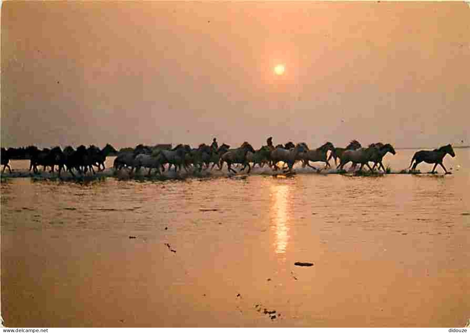 Animaux - Chevaux - Camargue - Coucher De Soleil - Chevaux En Liberté Dans Les Marais - CPM - Voir Scans Recto-Verso - Chevaux