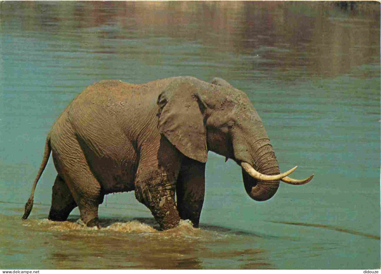 Animaux - Eléphants - Faune Africaine - Eléphant D'Afrique - CPM - Voir Scans Recto-Verso - Éléphants