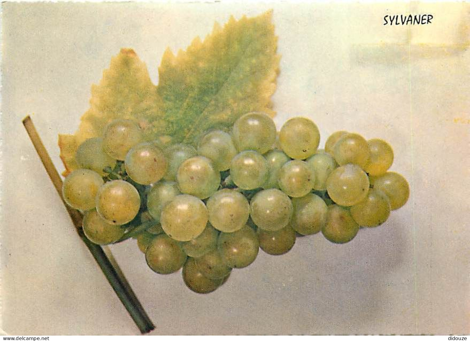 Vignes - Sylvaner - Grappe De Raisins - Carte Dentelée - CPSM Grand Format - Voir Scans Recto-Verso - Vignes