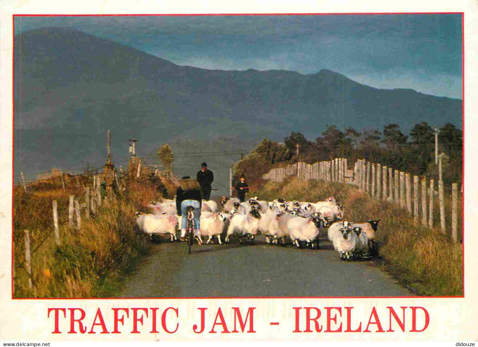 Irlande - Beauty Of Ireland's Landscape - Traffic Jam - Moutons - John Hinde Card - CPM - Voir Scans Recto-Verso - Otros & Sin Clasificación