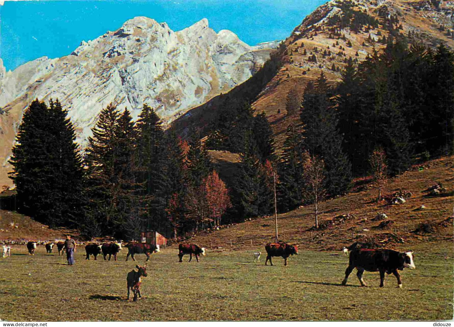 Animaux - Vaches - Alpage - CPM - Voir Scans Recto-Verso - Cows