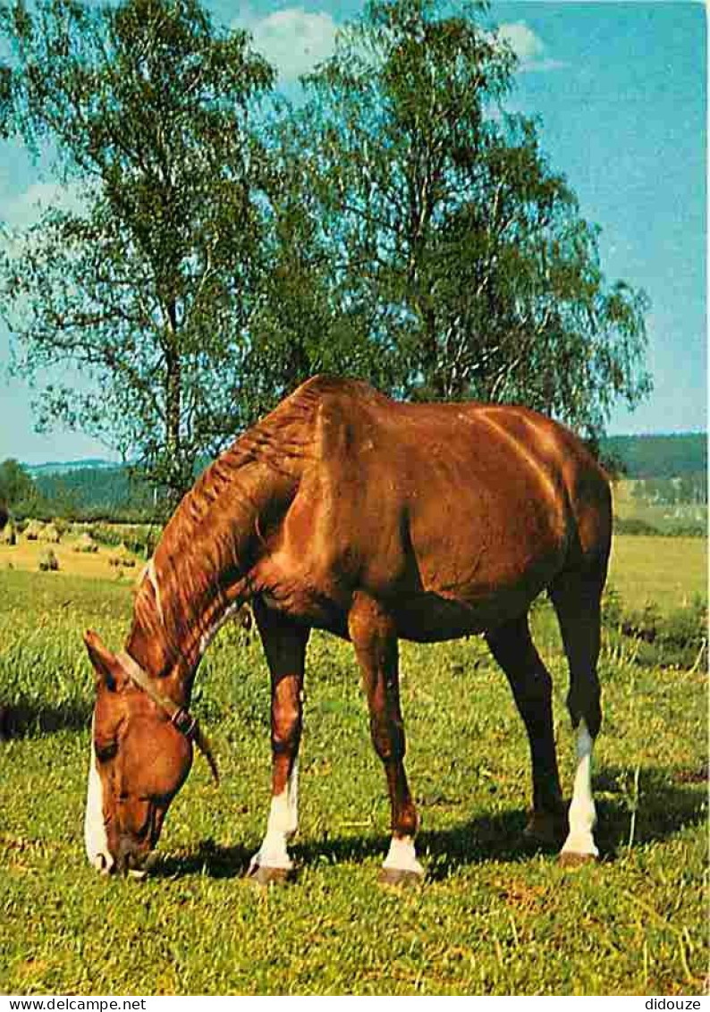 Animaux - Chevaux - Portrait De Cheval - CPM - Voir Scans Recto-Verso - Chevaux