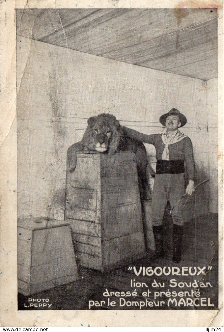 - "VIGOUREUX" Lion Du Soudan Dréssé Par Le Dompteur MARCEL - (C80) - Lions