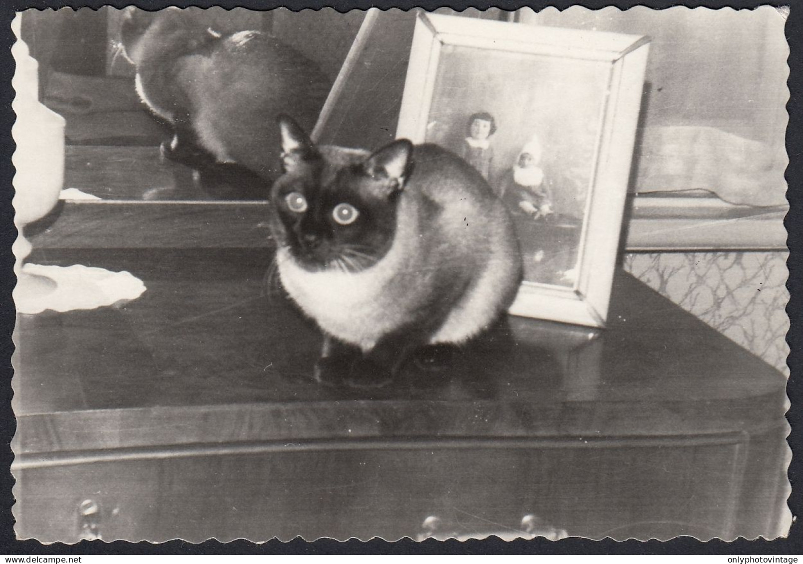 Gatto In Posa Sul Comò - 1960 Fotografia D'epoca - Orte