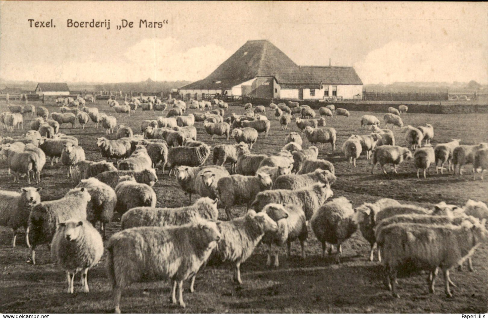 Texel - Boerderij De Mars - Schaap - Andere & Zonder Classificatie