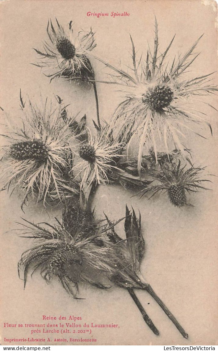 FLEURS - Gringium Spinalbo - Reines Des Alpes - Fleur Se Trouvant Dans Le Vallon Du Lauzannier - Carte Postale Ancienne - Blumen