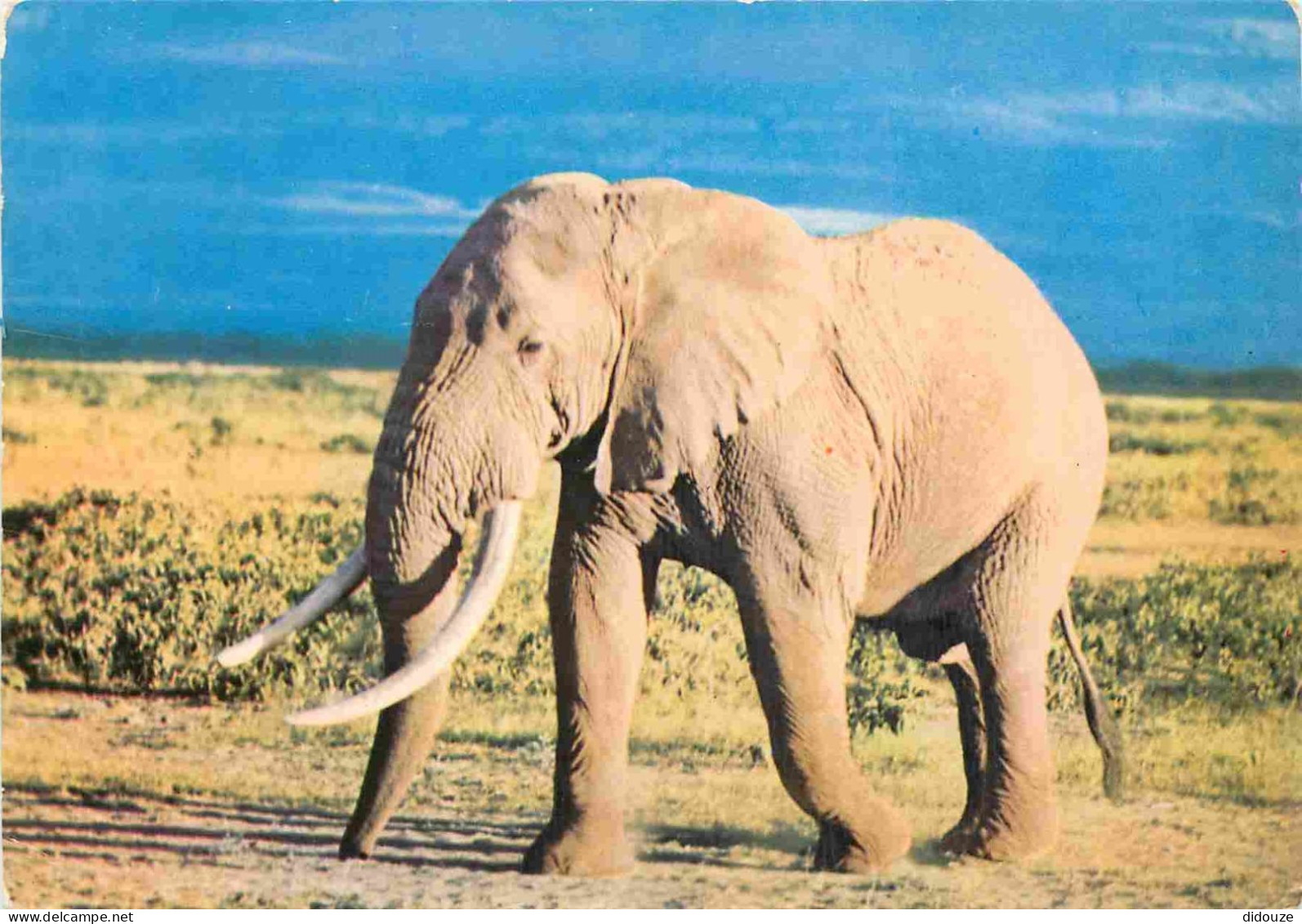 Animaux - Eléphants - Faune Africaine - Eléphant D'Afrique - CPM - Voir Scans Recto-Verso - Elephants