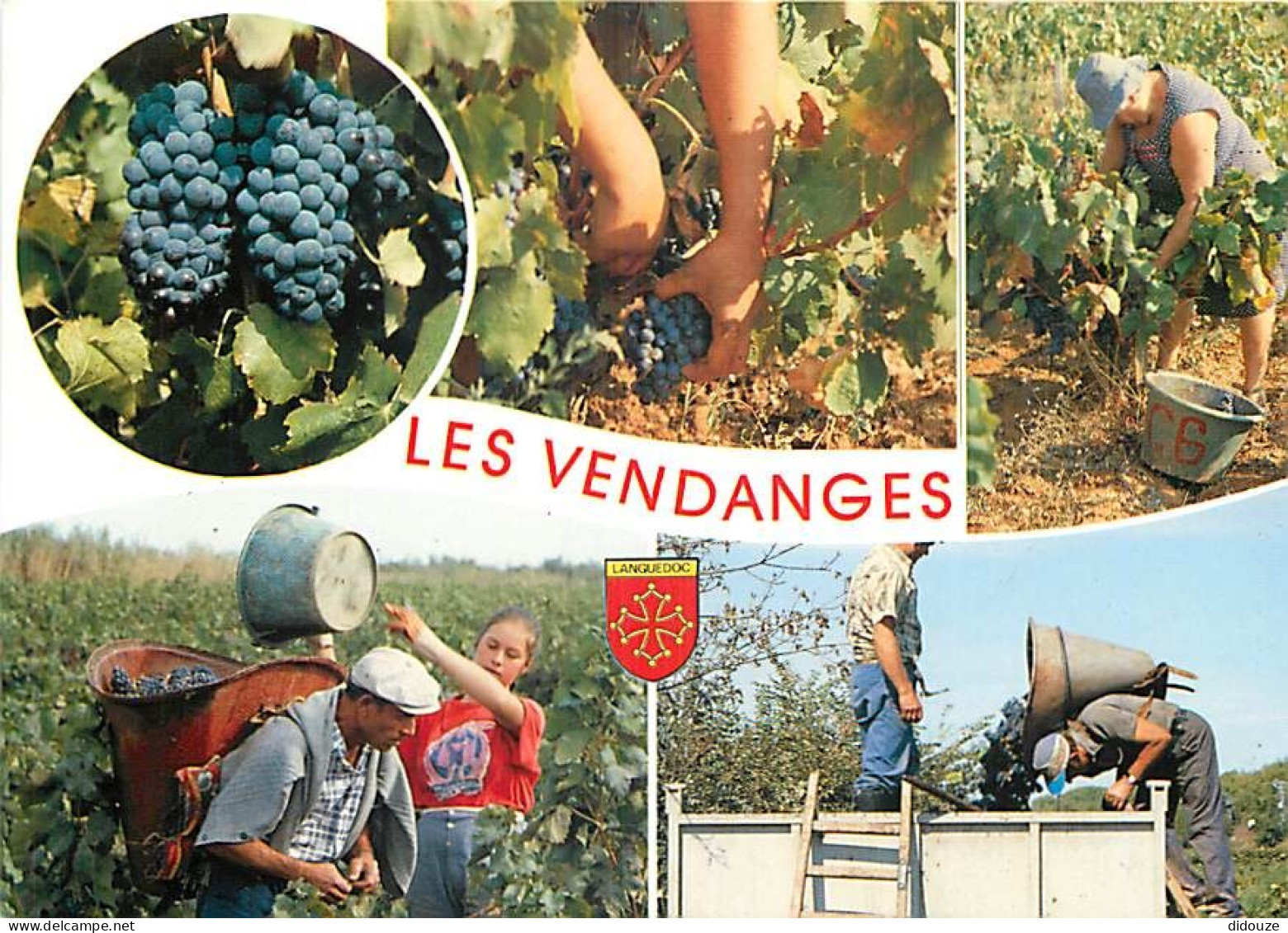 Vignes - Languedoc - Multivues - Vendanges - Blasons - CPM - Carte Neuve - Voir Scans Recto-Verso - Vignes