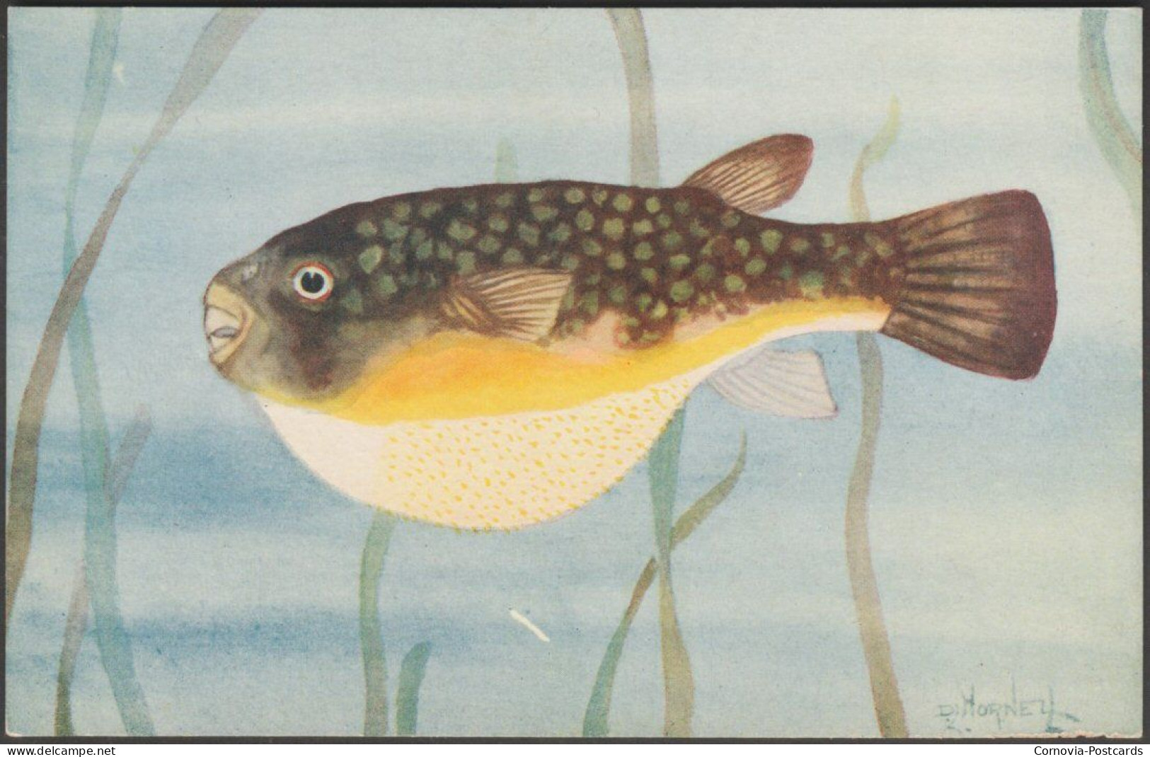 The Puffer Or Globe-Fish, Madras Fishes, C.1910s - Madras Aquarium Postcard - Pescados Y Crustáceos