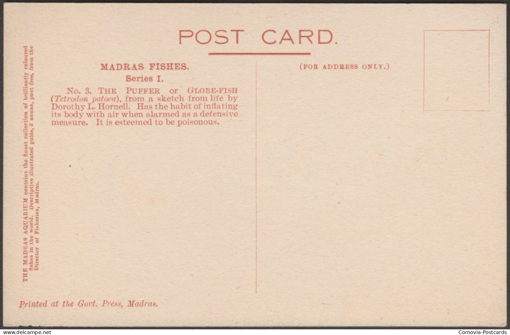 The Puffer Or Globe-Fish, Madras Fishes, C.1910s - Madras Aquarium Postcard - Pescados Y Crustáceos