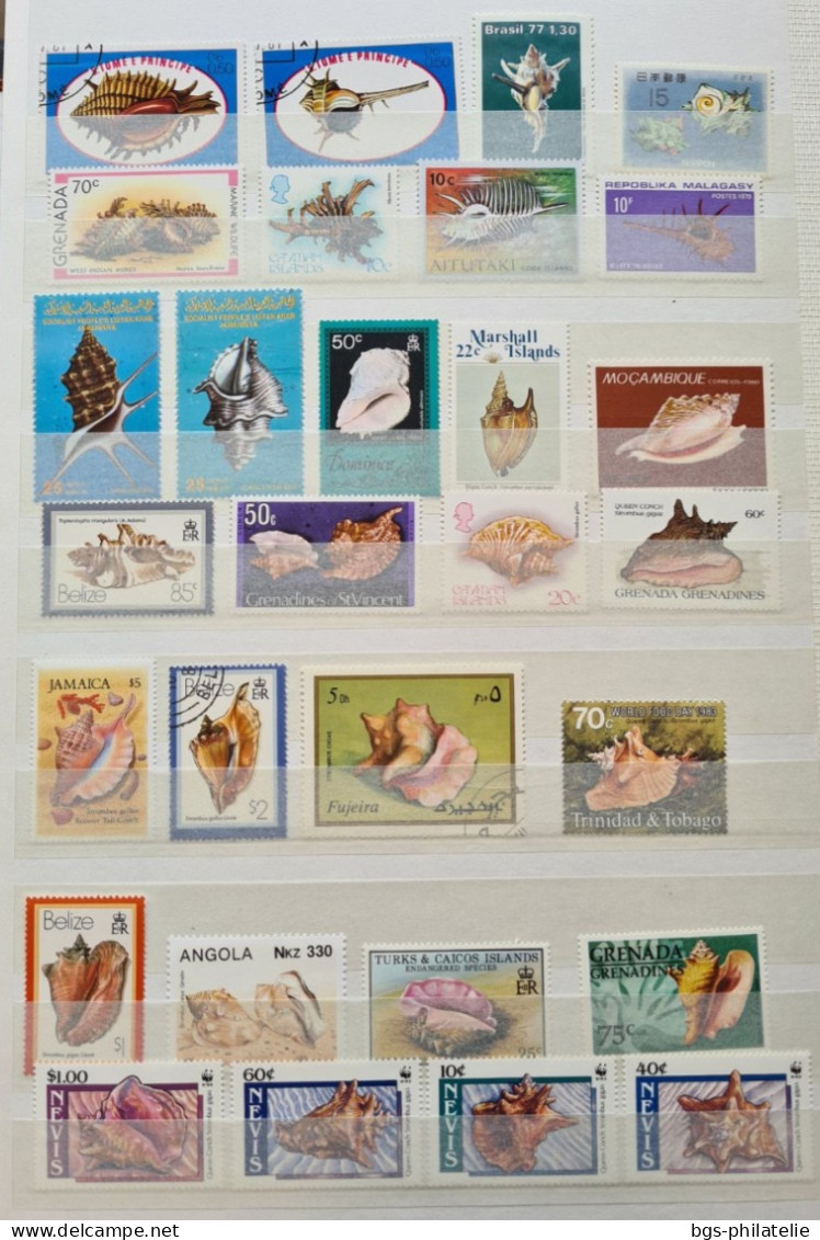 Collection de timbres sur le thème des COQUILLAGES.