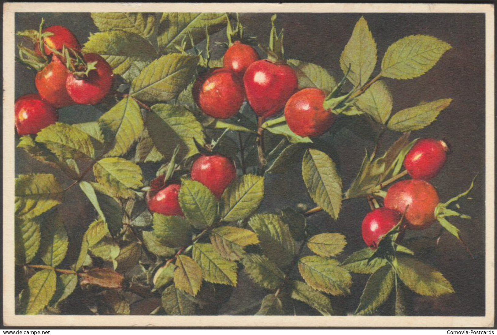 Rosa Pomifera Herrmann, 1939 - Burrow Postcard - Trees