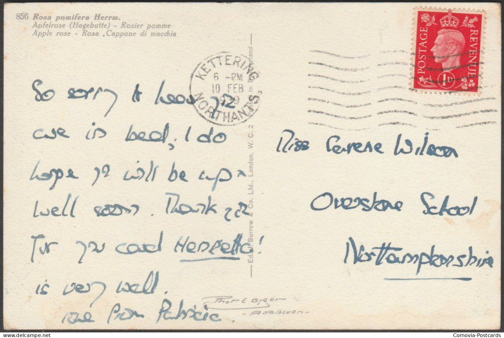 Rosa Pomifera Herrmann, 1939 - Burrow Postcard - Arbres