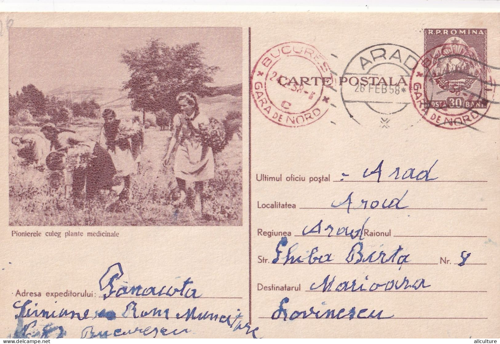 A24339 - Scouts , Pioneers  Romania ,pionierii Culeg Plante Medicinale , Medicine  Postal Stationery  1958 - Entiers Postaux