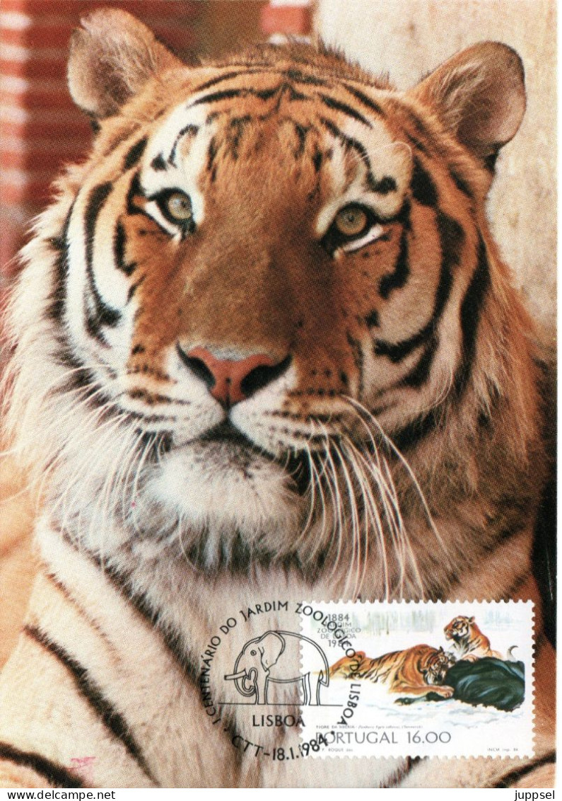 PORTUGAL, MC,  Tiger  /  Carte Maximume, Tigre  1984 - Big Cats (cats Of Prey)